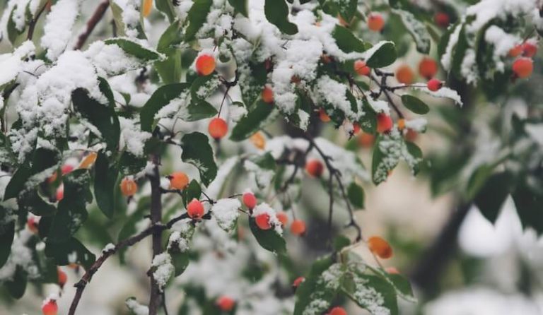 what are the strategic planning in education Photo of berries in the snow