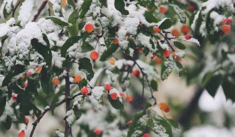 Photo of berries in the snow