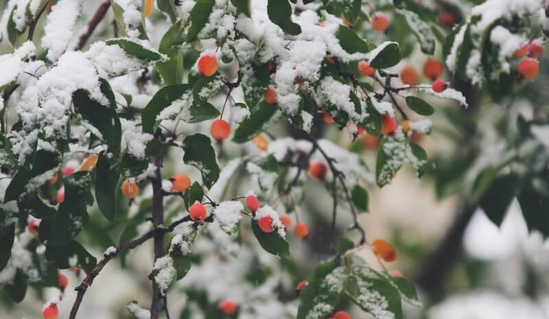 Photo of berries in the snow