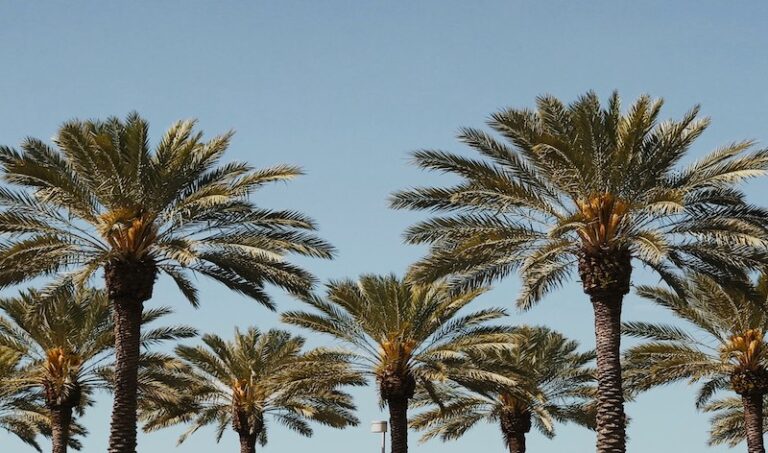 palm trees in orlando, florida
