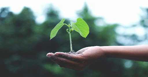 Photo of a hand holding a plant.